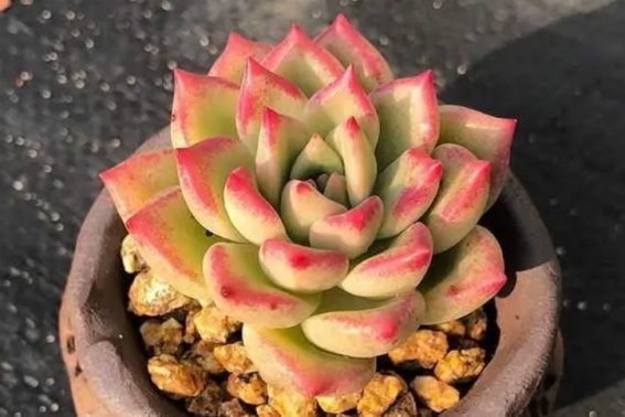 黄色系多肉有哪些品种