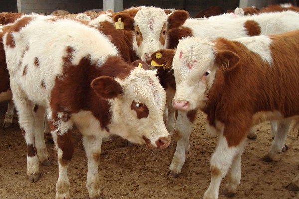 貌不惊人比喻哪个生肖