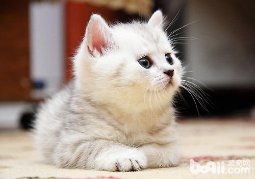 为什么说猫有九条命？