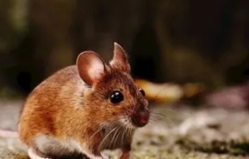 老鼠的儿子会打地洞前半句是什么？