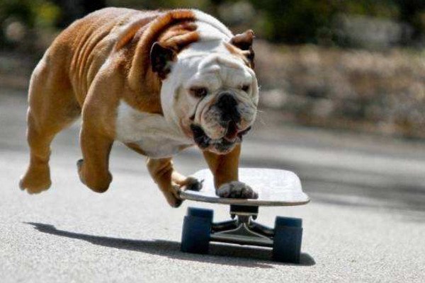 老虎狗是什么品种?