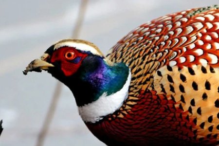 山鸡算保护动物吗?