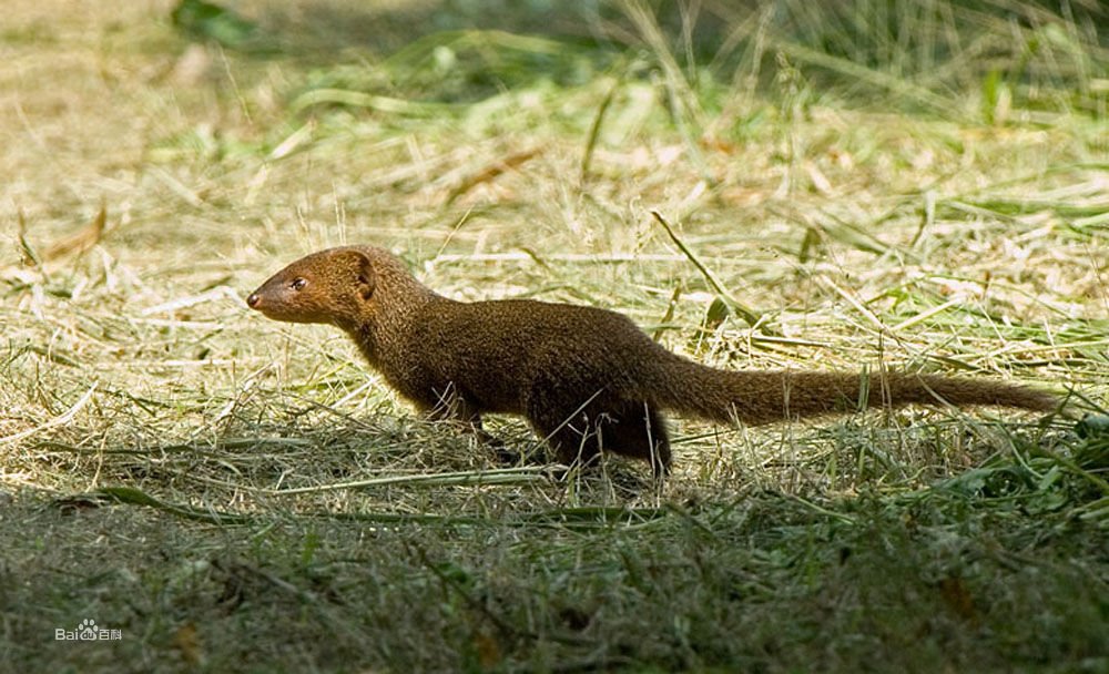 红颊獴的保护级别