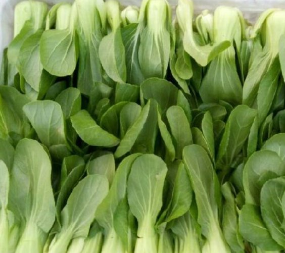 茎类蔬菜有哪些