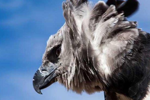 小角雕生长在什么地方？