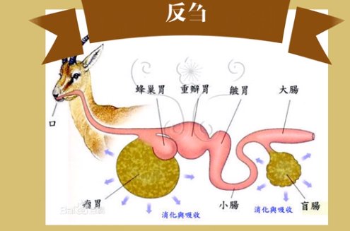反刍怎么读什么意思