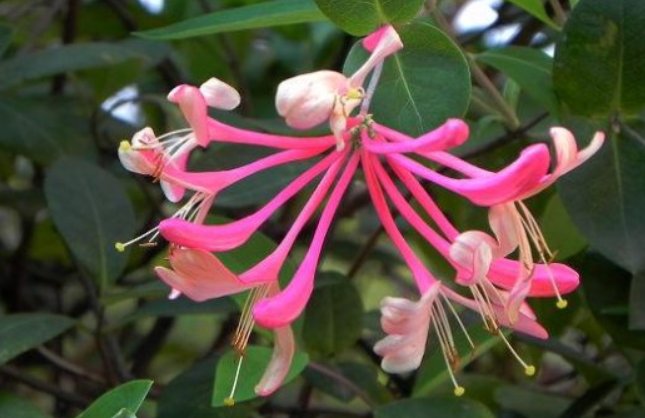 金银忍冬是什么植物