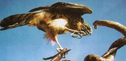 眼镜王蛇的天敌是什么?