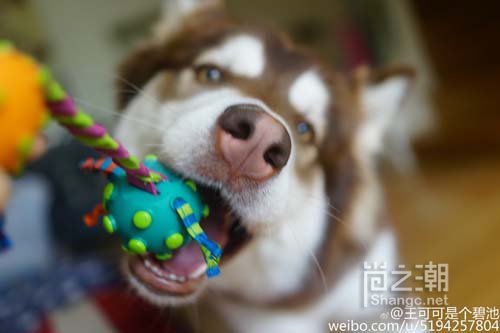 王可可是个碧池的开通微博