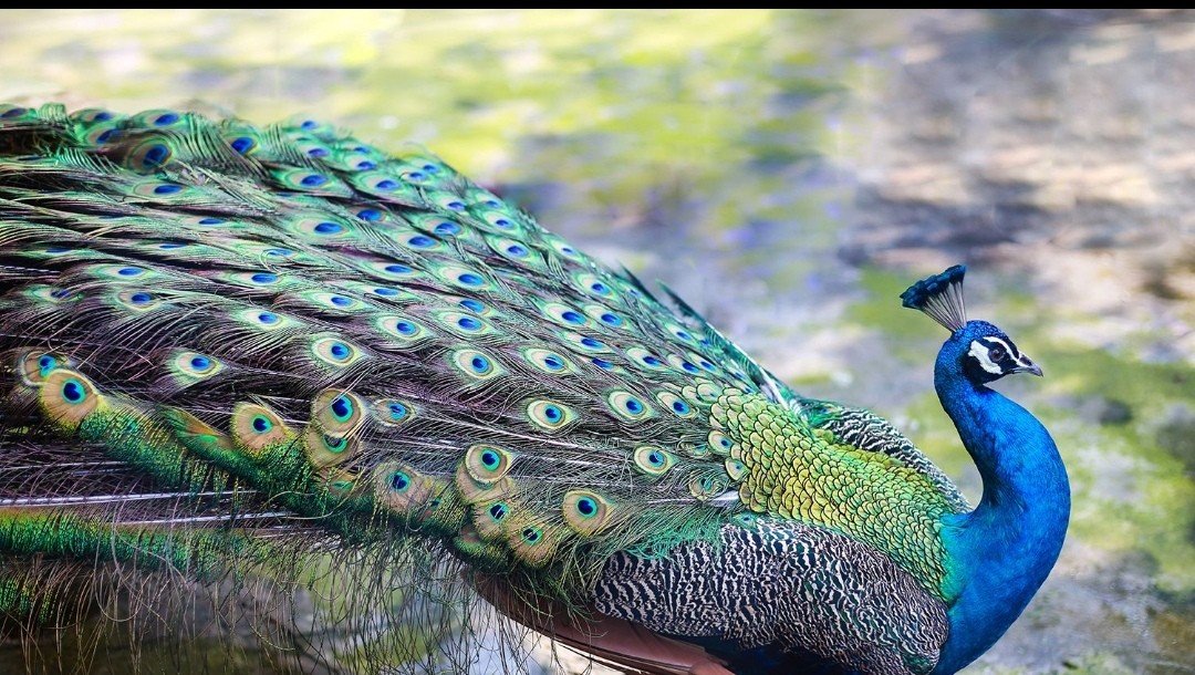 孔雀的天敌是什么，它怎么防御天敌的？？