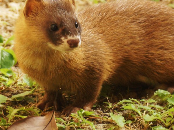 看到黄鼠狼什么预兆