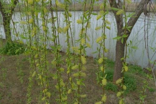 柳树开花及结果时间是多久