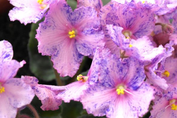 blossoming是什么意思