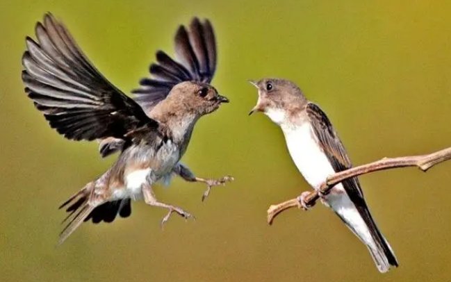 皮燕子是什么意思？