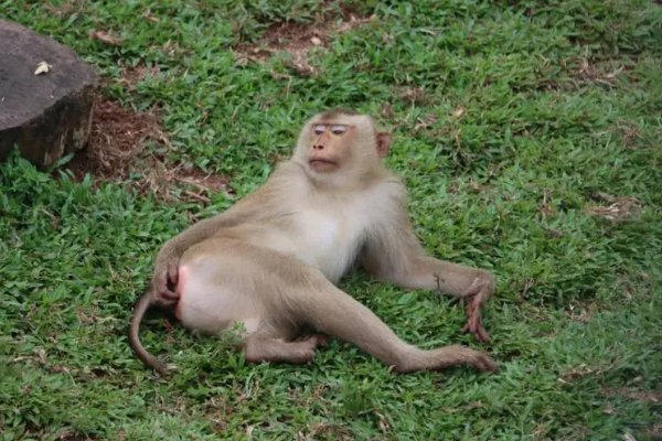 浪子回头打一生肖