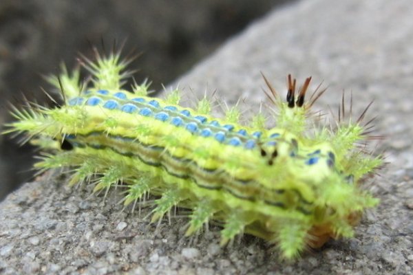 caterpillar是什么意思
