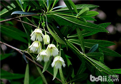 尖叶杜英的介绍