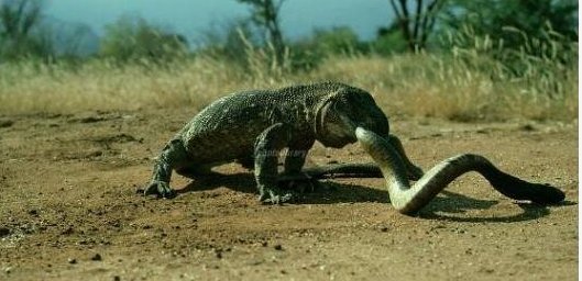 眼镜王蛇的天敌是什么?