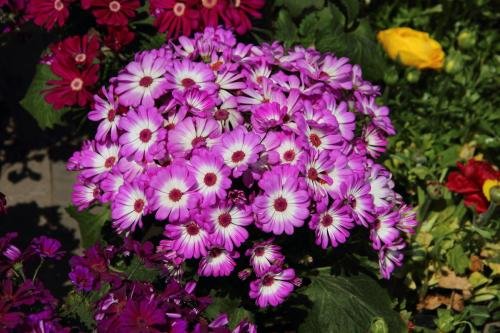 花开放的时间有哪些