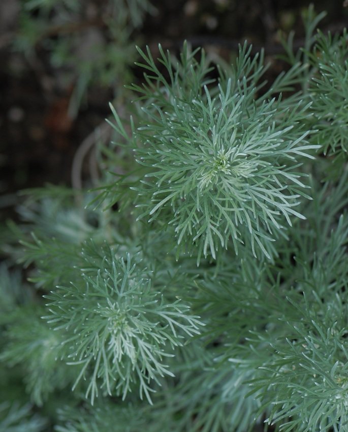 银蒿的化学成份