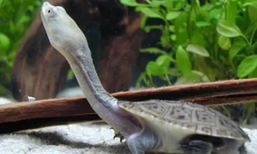 长颈龟为什么贵