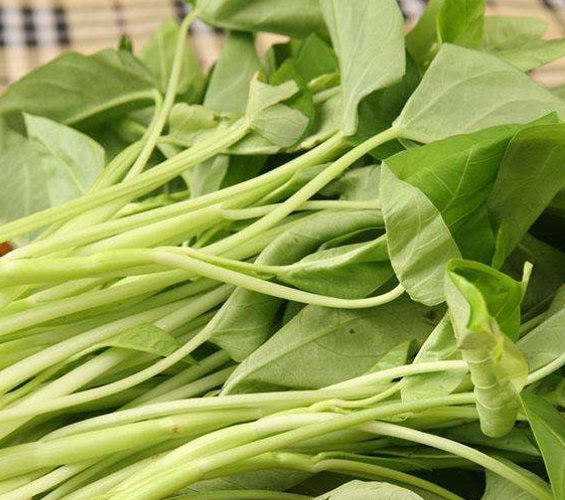 茎类蔬菜有哪些