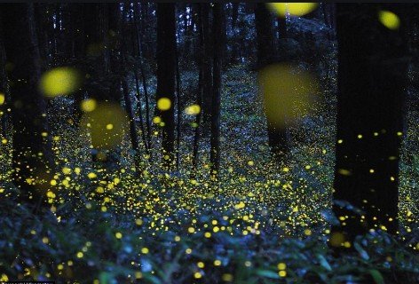 金光闪闪的什么，如何填空？