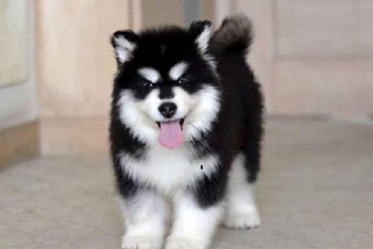 阿拉斯加犬好养吗？