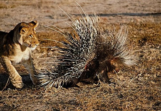 老虎怕什么动物?