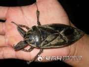 这是什么昆虫 在地沟里看到的