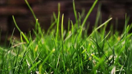 生意的盎然是什么意思