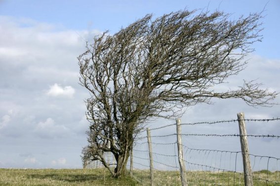 大自然的指南针有哪些,你都知道吗