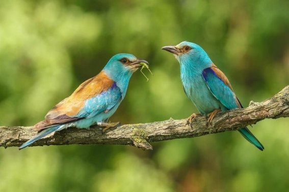 大自然的指南针有哪些,你都知道吗