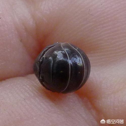 这虫子学名谁知道？