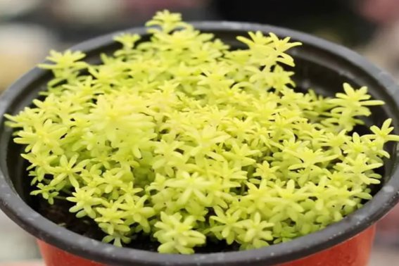 黄色系多肉有哪些品种