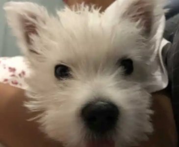 狗蛋是什么梗，为什么那么多人叫狗蛋？