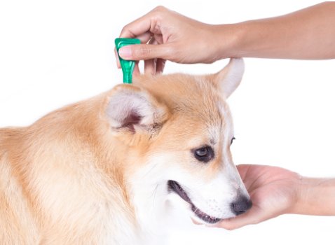 虱子怕什么?怎么才能消灭它?