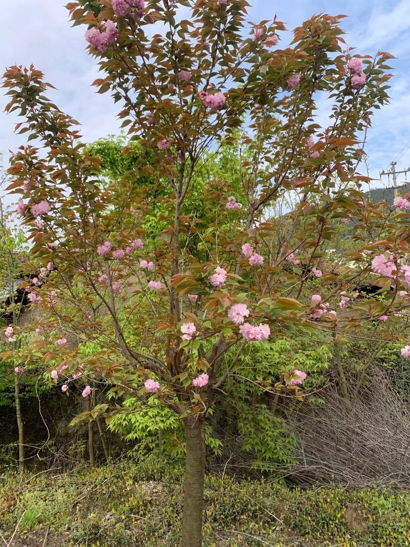 樱花什么时候开花