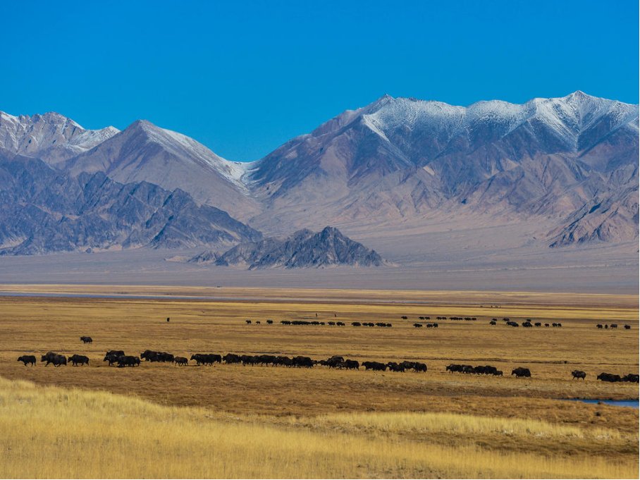 中国四大无人区是哪四个地方