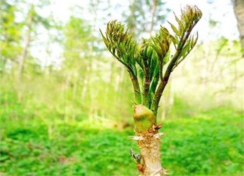 刺嫩芽的育苗技术