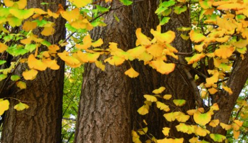 你喜欢银杏吗？