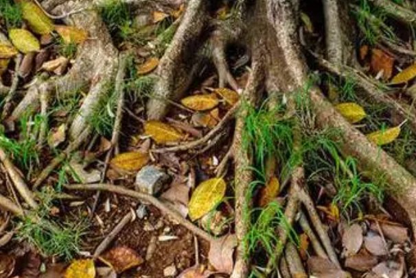 立本是什么意思