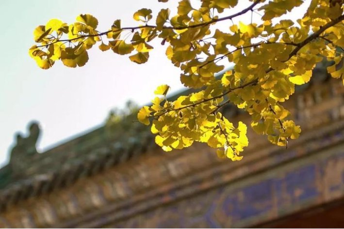 一什么叮咛一什么歌吟