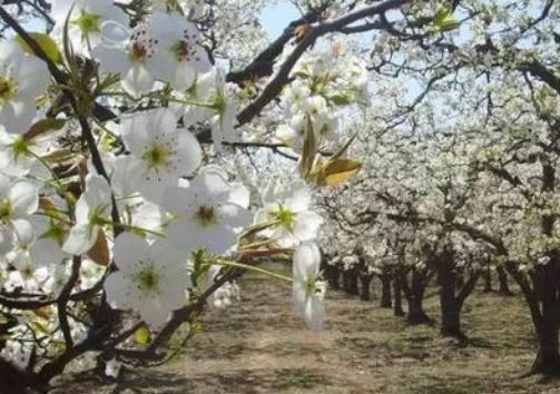 一朵梨花压海棠出自哪首诗？