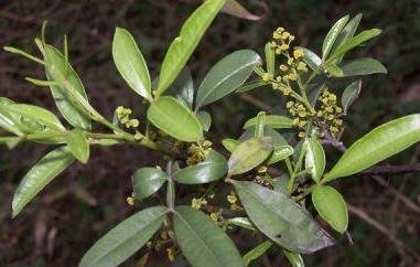 竹叶椒的功效与作用 竹叶椒的副作用