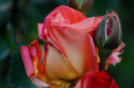 玫瑰到了花期什么意思？