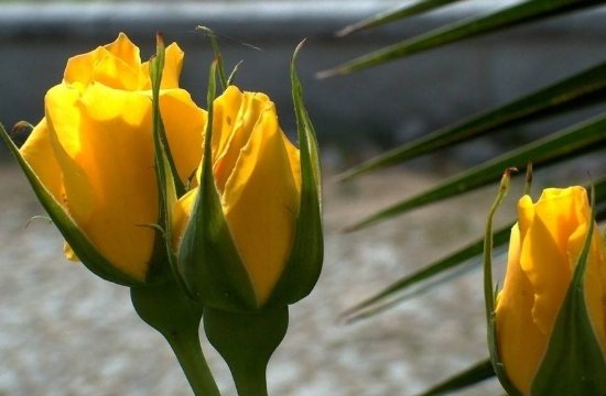 玫瑰到了花期什么意思？