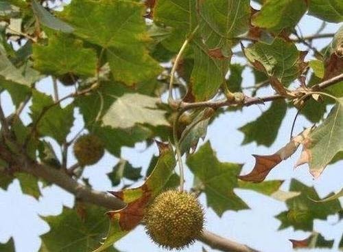 美国梧桐的产地