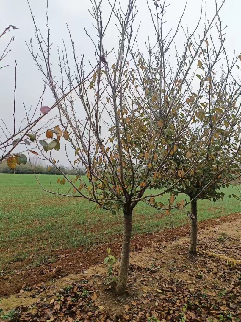 樱花什么时候开花