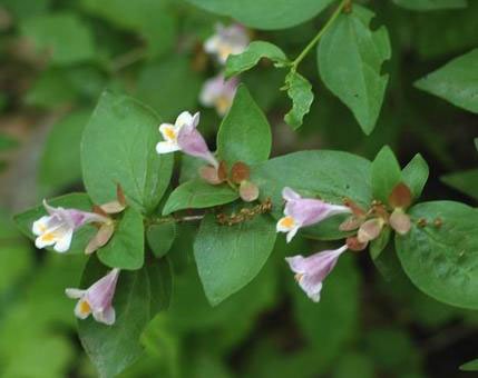 二翅六道木的形态特征